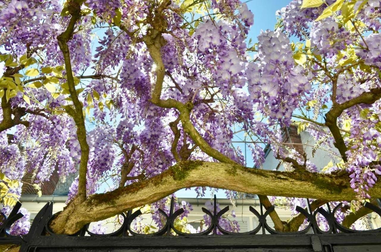 Wisteria Bed & Breakfast ฟงแตนโบล ภายนอก รูปภาพ
